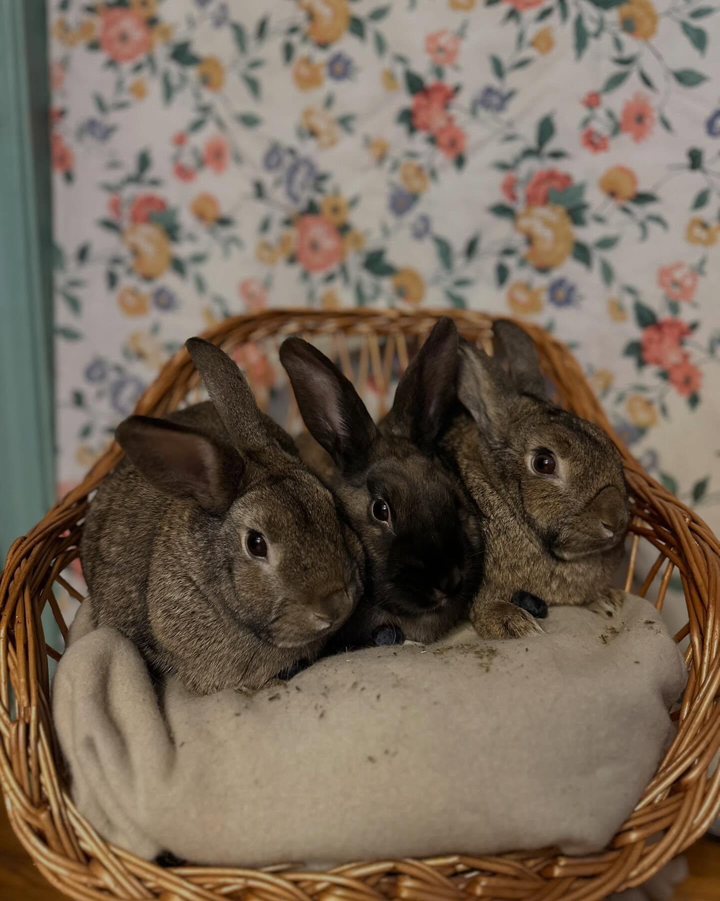 Prue *bonded to Lottie & Thelma*, a Adoptable mixed breed in Portland, ME image 2/6