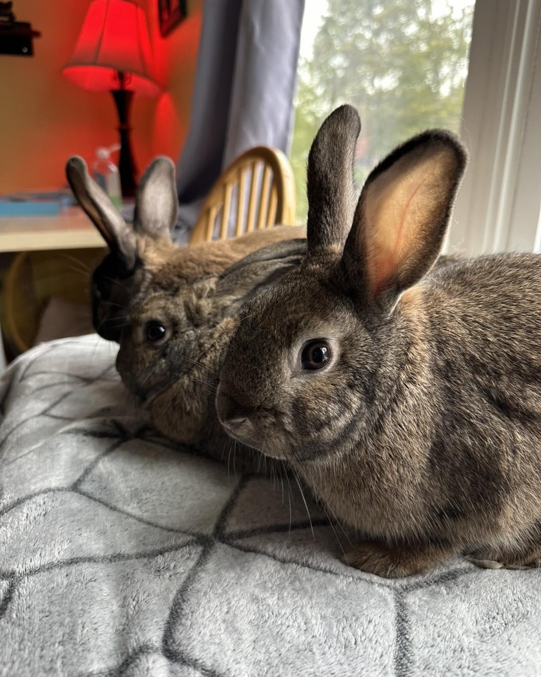 Prue *bonded to Lottie & Thelma*, a Adoptable mixed breed in Portland, ME image 5/6