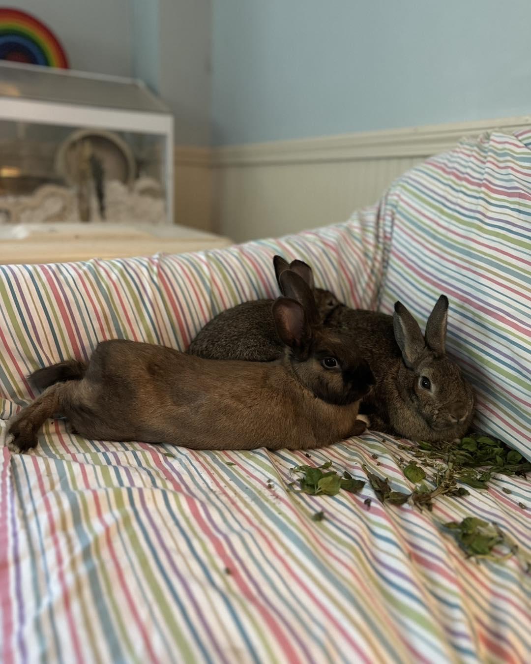 Prue *bonded to Lottie & Thelma*, a Adoptable mixed breed in Portland, ME image 6/6