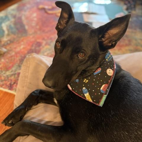 Enlarge Fox, a Adoptable mixed breed in Chicago, IL image 1/6