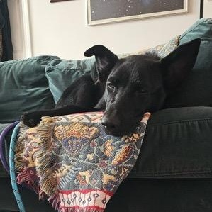 Enlarge Fox, a Adoptable mixed breed in Chicago, IL image 5/6
