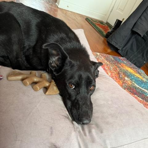 Enlarge Fox, a Adoptable mixed breed in Chicago, IL image 6/6
