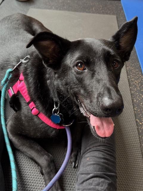 Enlarge Fox, a Adoptable mixed breed in Chicago, IL image 2/6