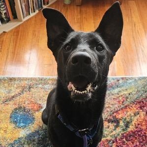 Enlarge Fox, a Adoptable mixed breed in Chicago, IL image 3/6