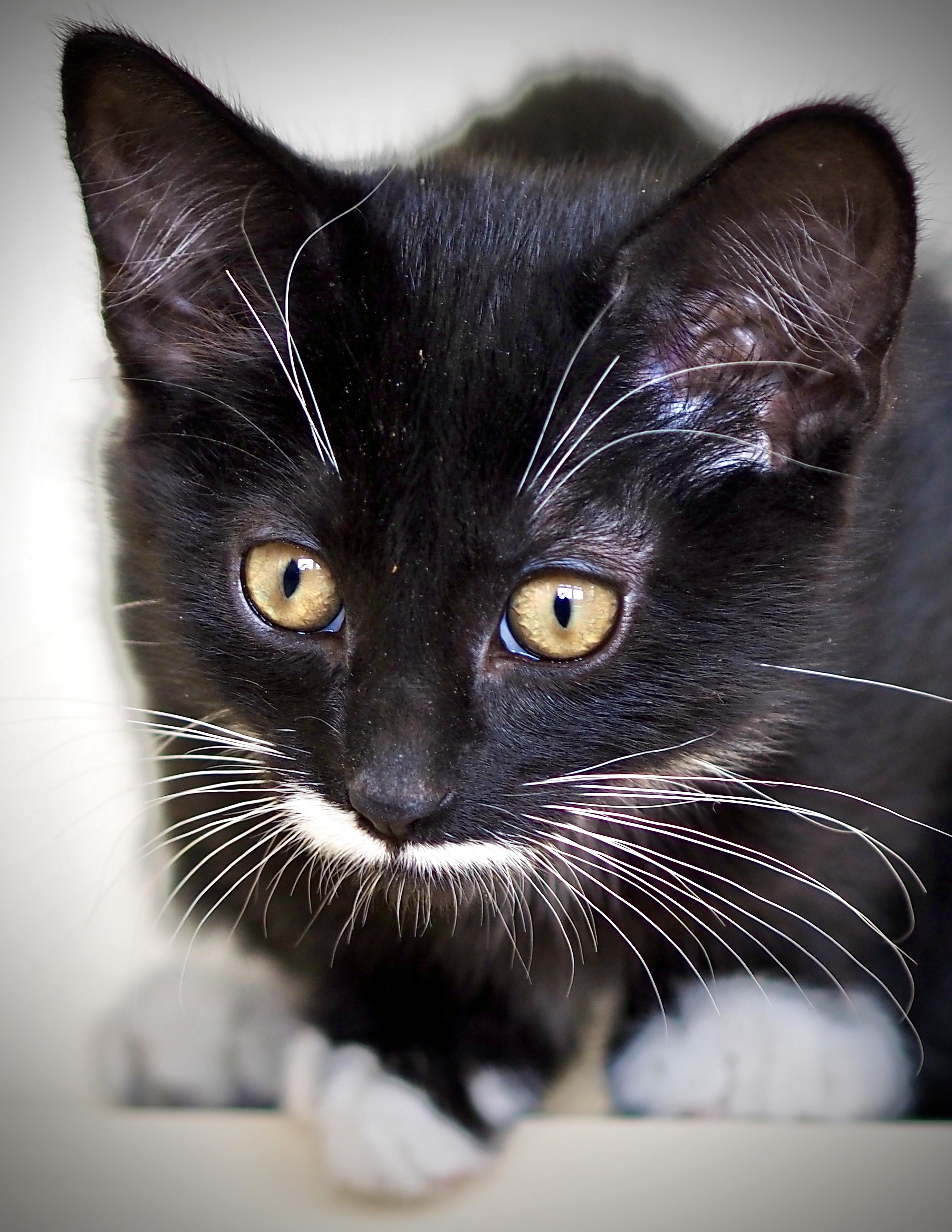 Enlarge Juno, an adoptable mixed breed in Buena Vista, CO image 5/5