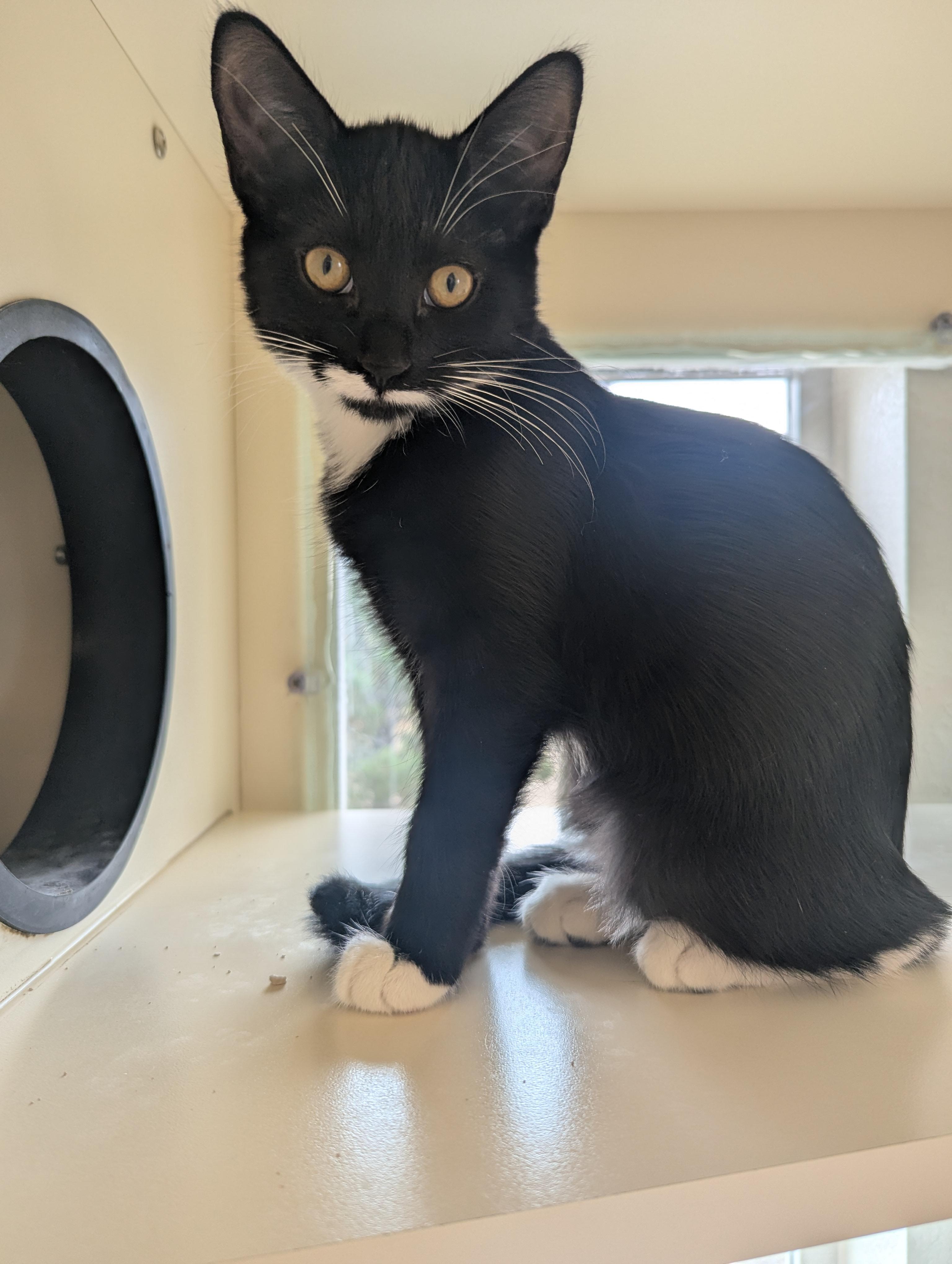 Juno, adoptable, Young Female Domestic Short Hair.
