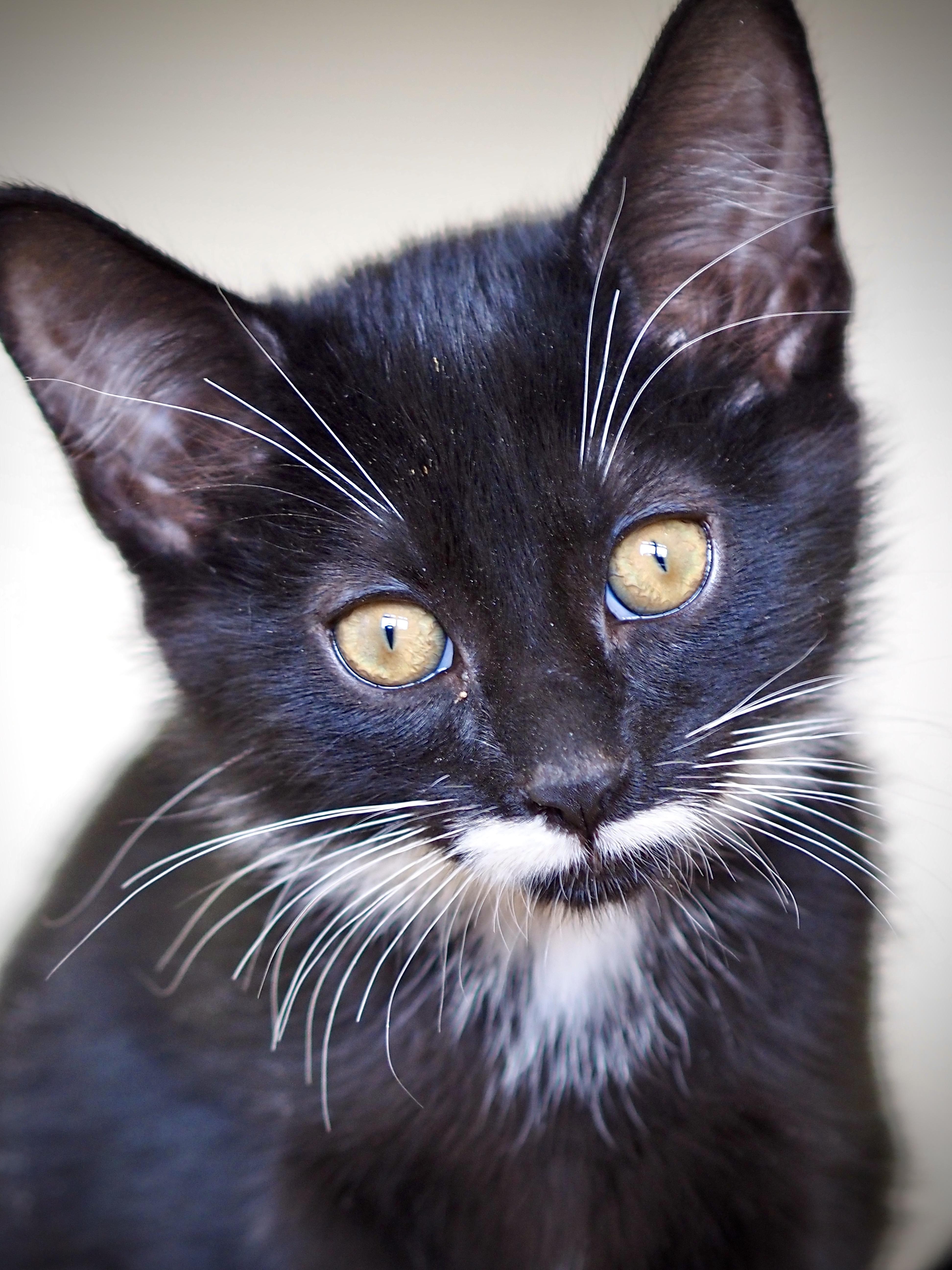 Juno, ADOPTABLE, Kitten Female Domestic Short Hair.