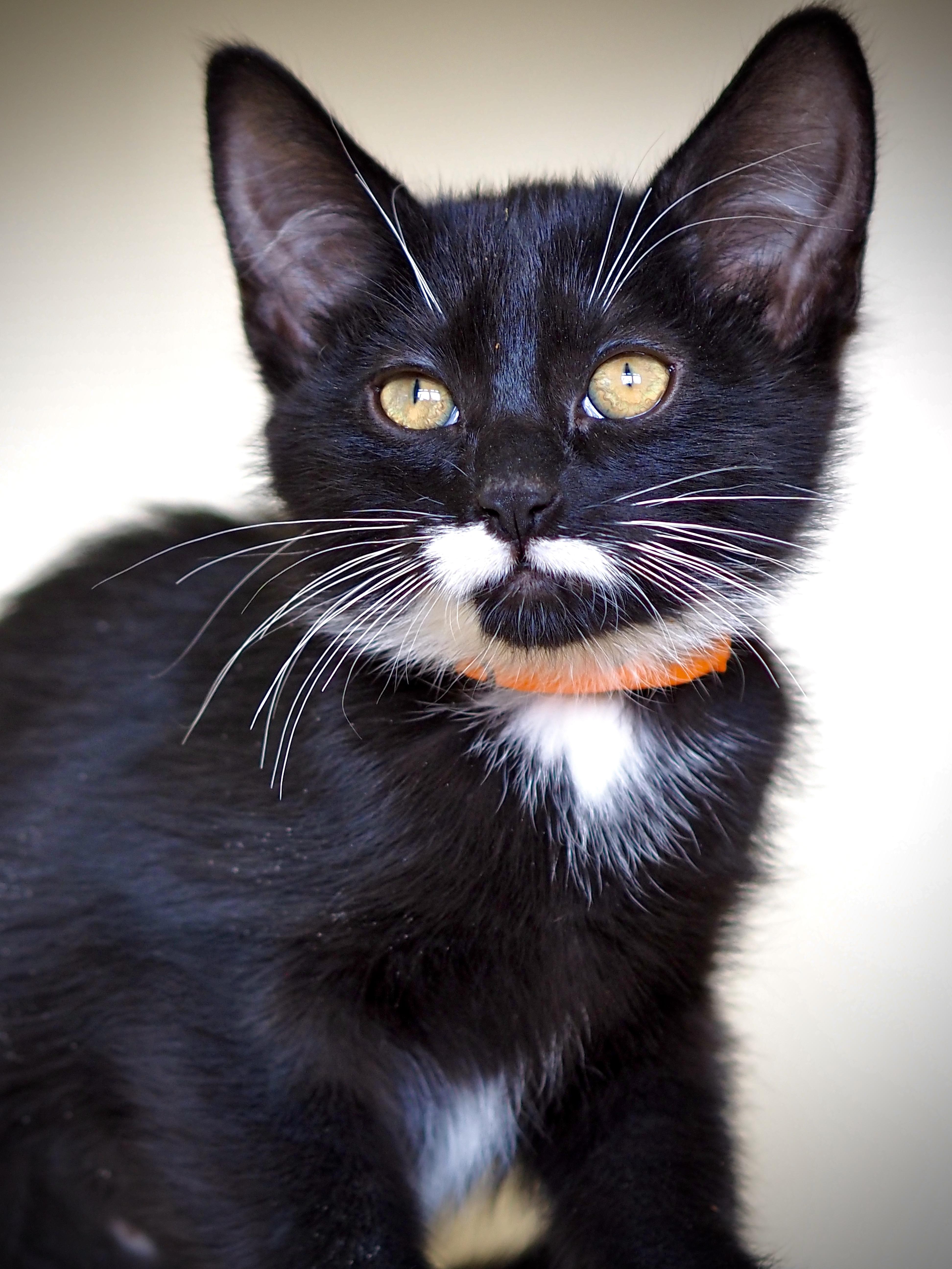 Enlarge Juno, a ADOPTABLE mixed breed in Buena Vista, CO image 3/3