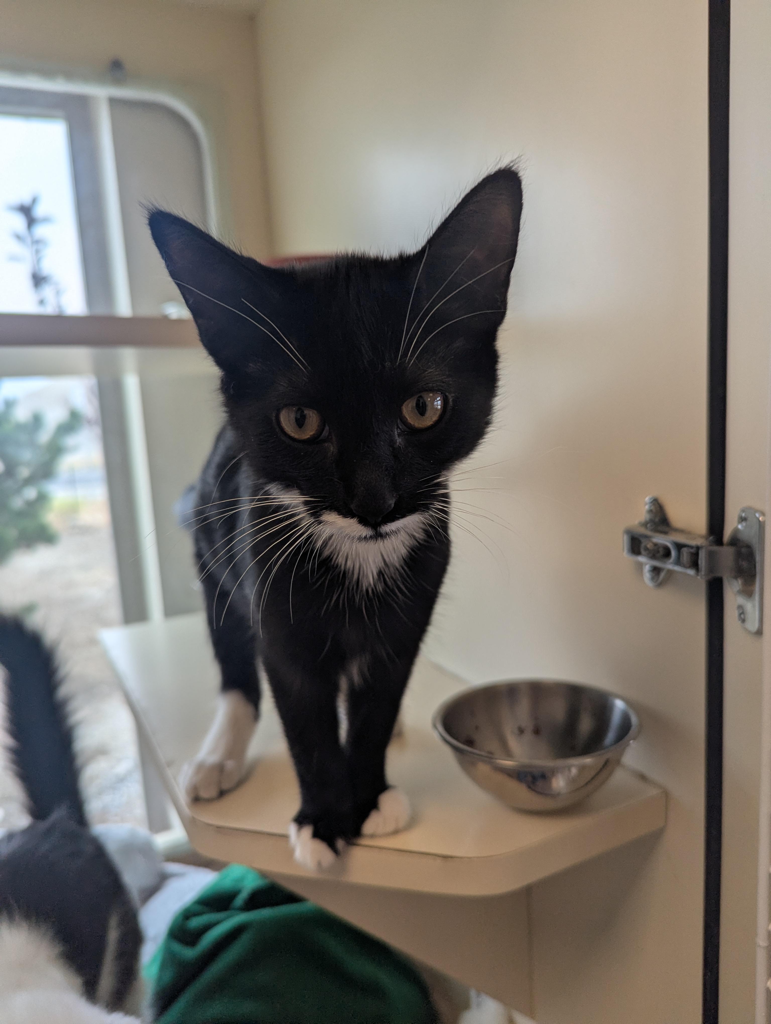 Enlarge Juno, an adoptable mixed breed in Buena Vista, CO image 2/5