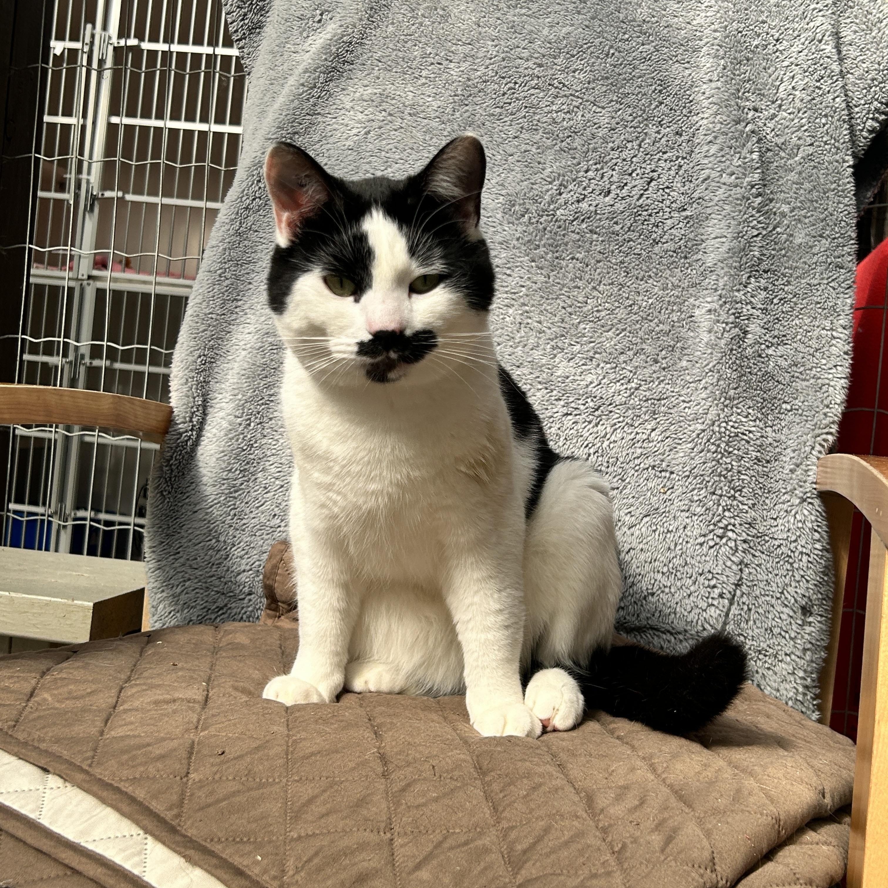 Enlarge Vincenzo, a ADOPTABLE Domestic Short Hair in Maple Ridge, BC image 3/6