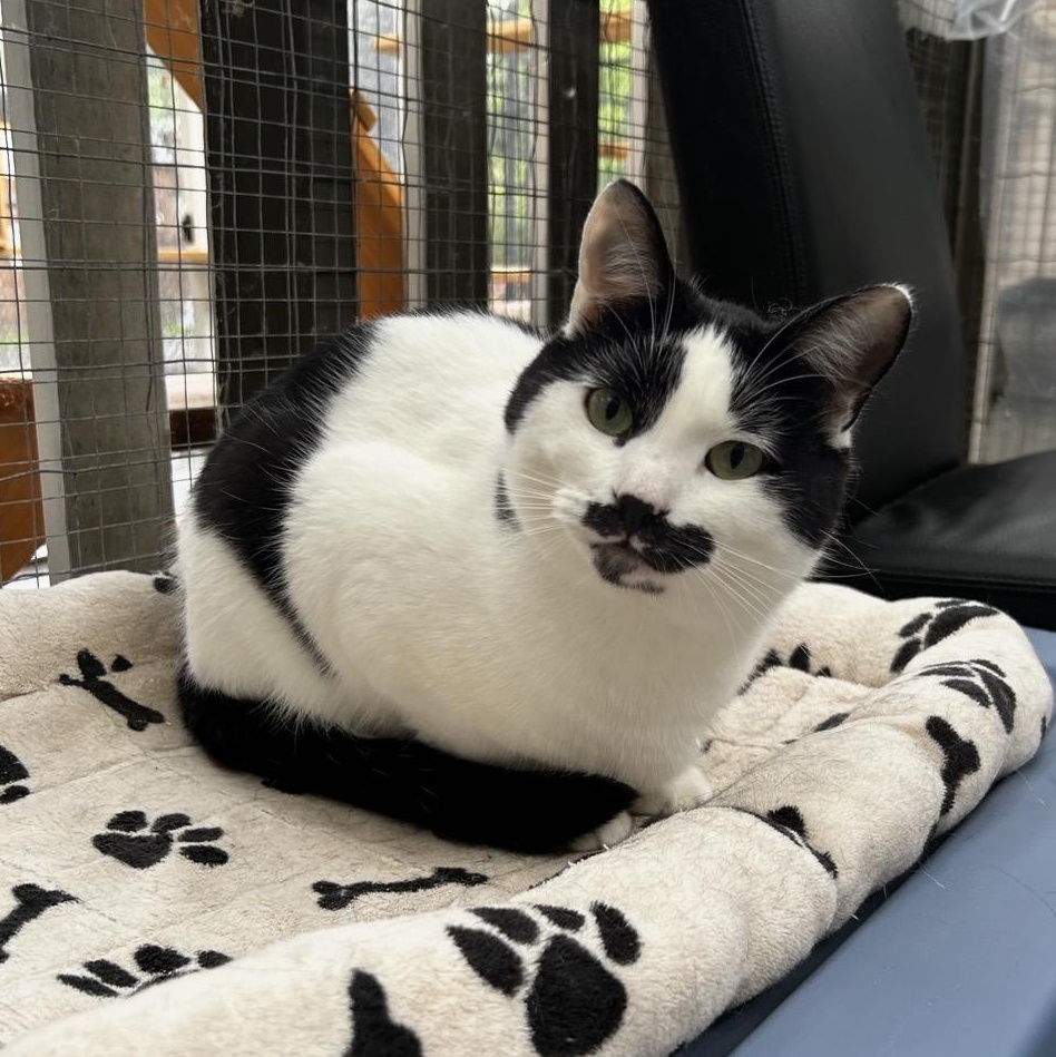 Enlarge Vincenzo, a ADOPTABLE Domestic Short Hair in Maple Ridge, BC image 1/6