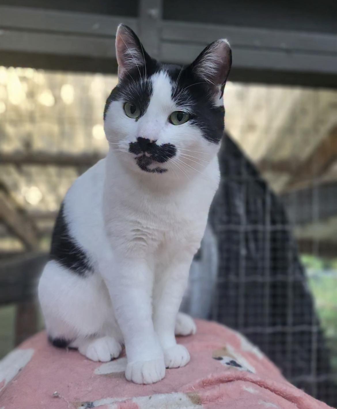 Enlarge Vincenzo (Bonded with Lorenzo), a Adoptable Domestic Short Hair in Maple Ridge, BC image 3/6