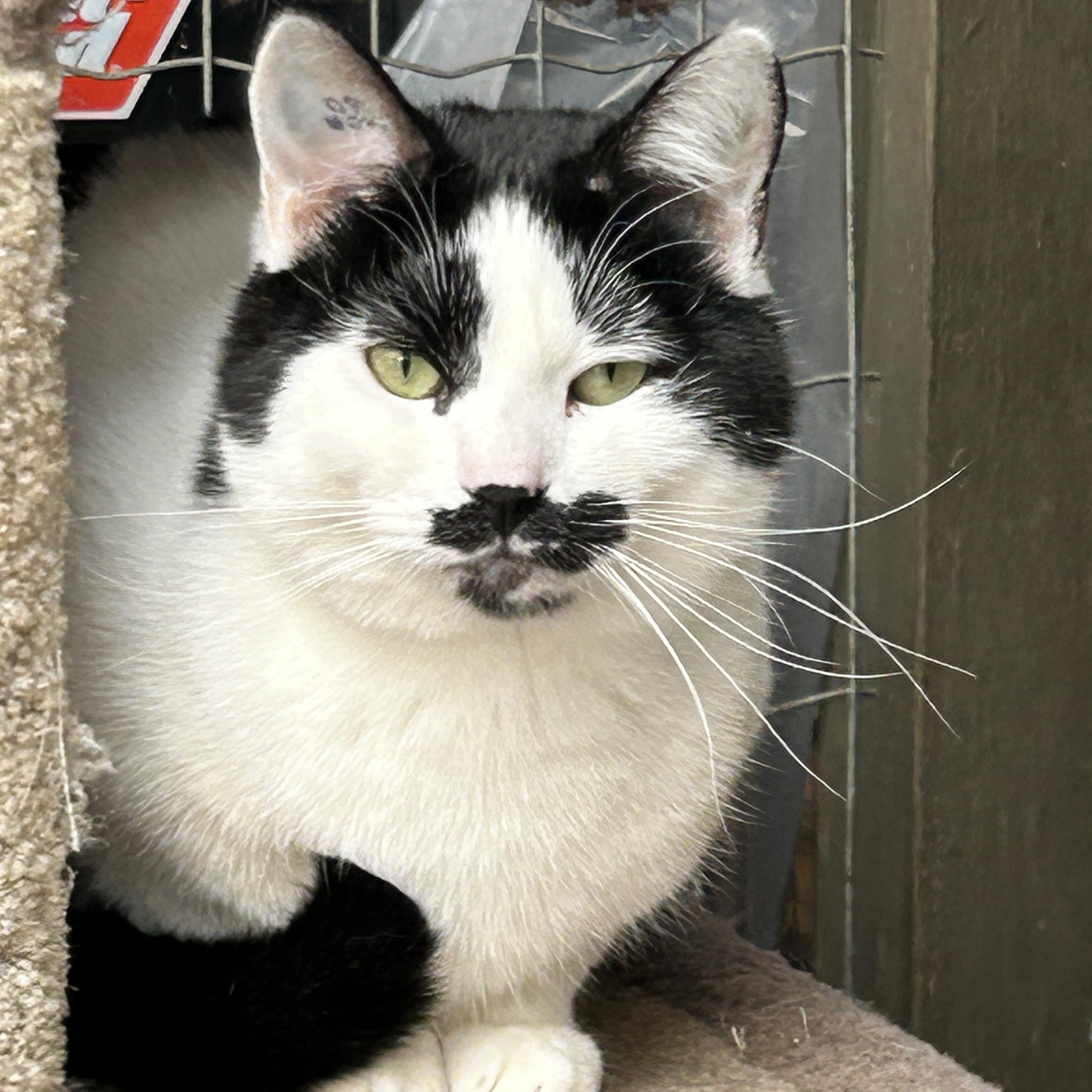 Enlarge Vincenzo, a ADOPTABLE Domestic Short Hair in Maple Ridge, BC image 6/6