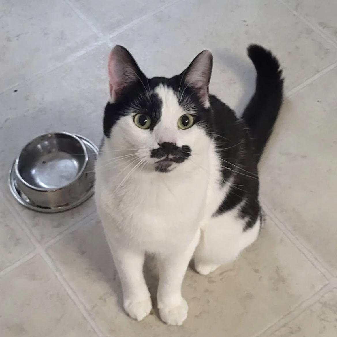 Enlarge Vincenzo, a ADOPTABLE Domestic Short Hair in Maple Ridge, BC image 5/6