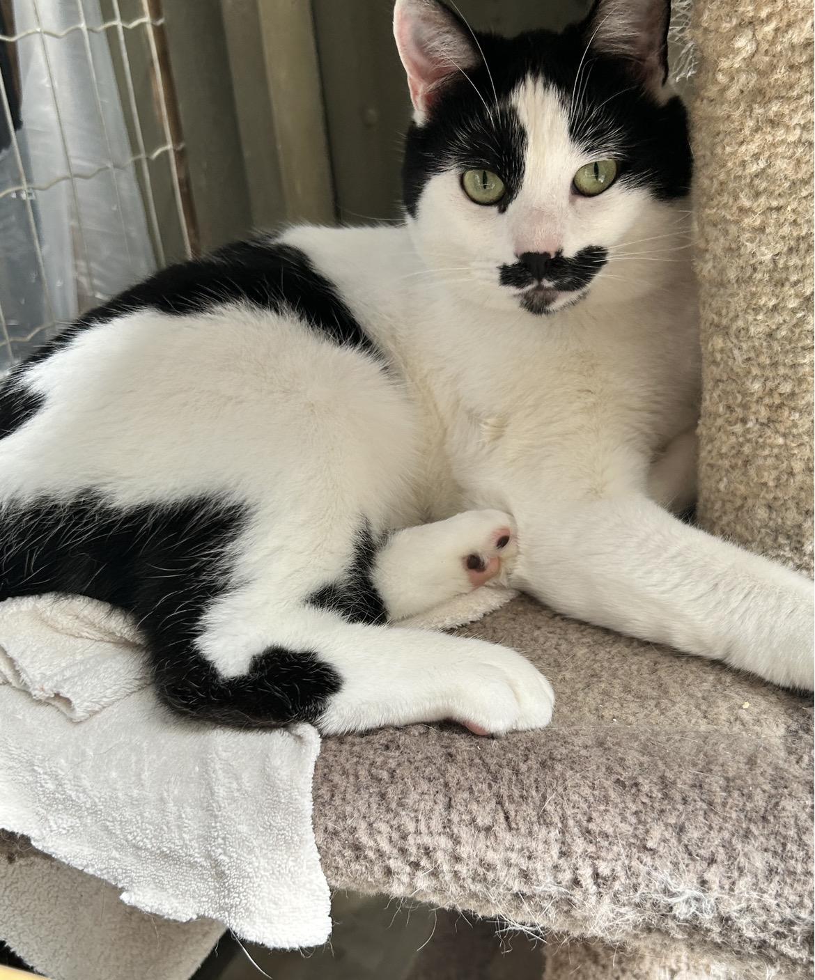 Enlarge Vincenzo, a ADOPTABLE Domestic Short Hair in Maple Ridge, BC image 2/6