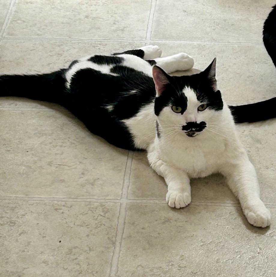 Enlarge Vincenzo, a ADOPTABLE Domestic Short Hair in Maple Ridge, BC image 4/6