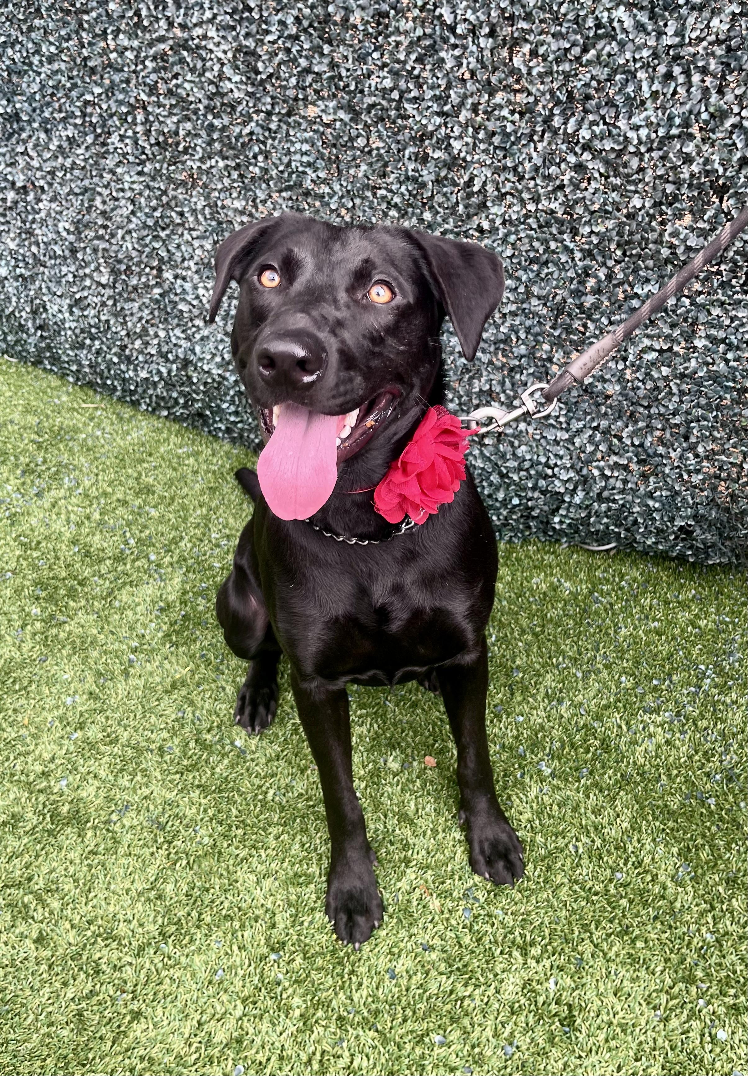 Kass Everly Elliott, Adoptable, Young Female Labrador Retriever.
