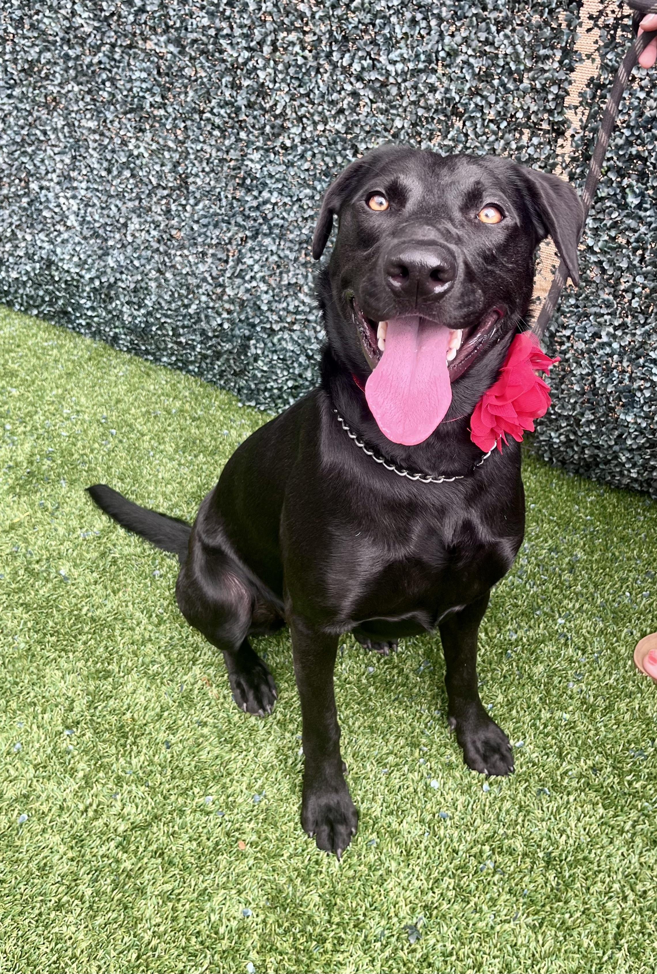 Kass Everly Elliott, a Adoptable mixed breed in Houston, TX image 3/6