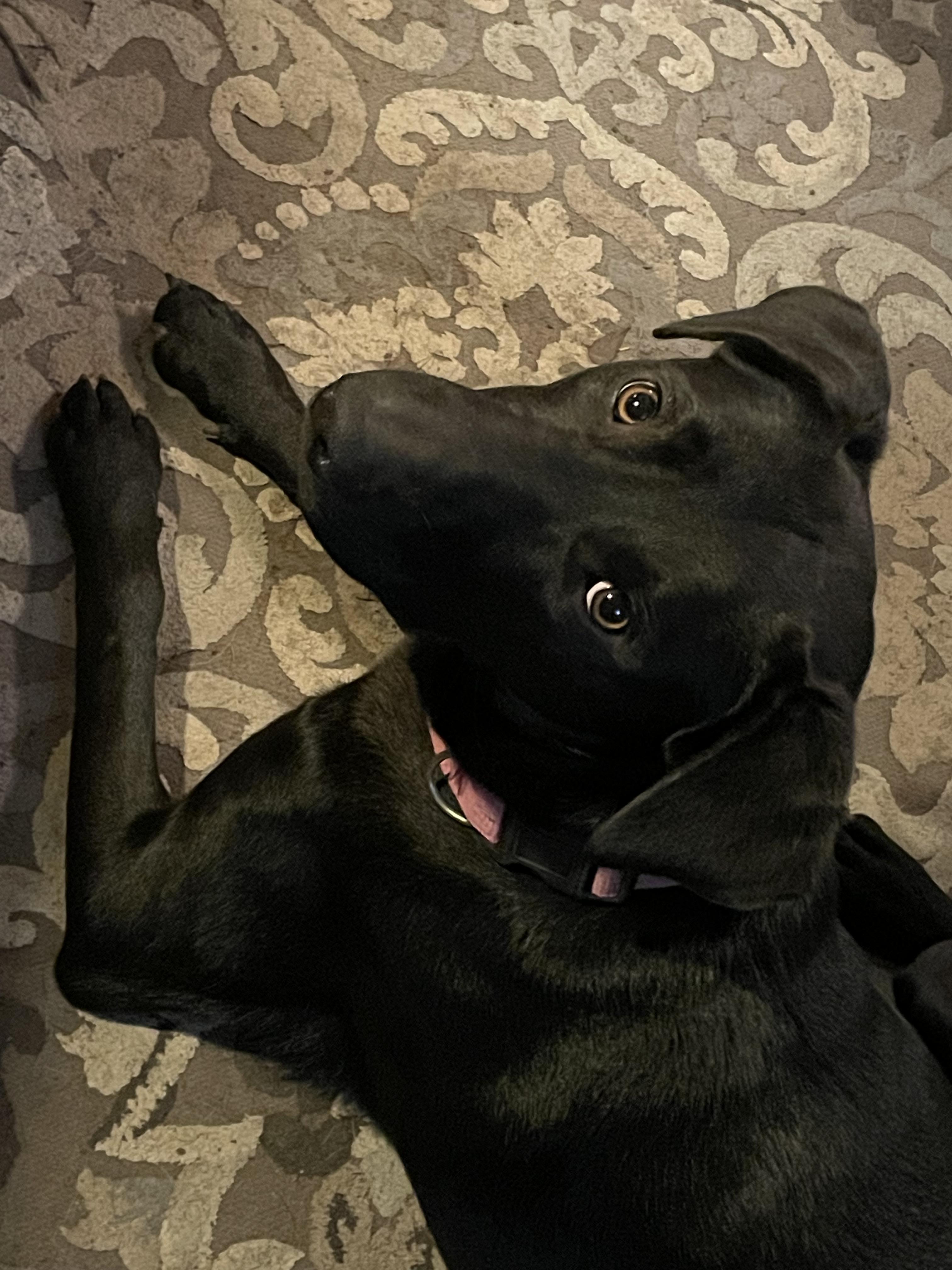 Enlarge Kass Everly Elliott, a Adoptable mixed breed in Houston, TX image 3/5