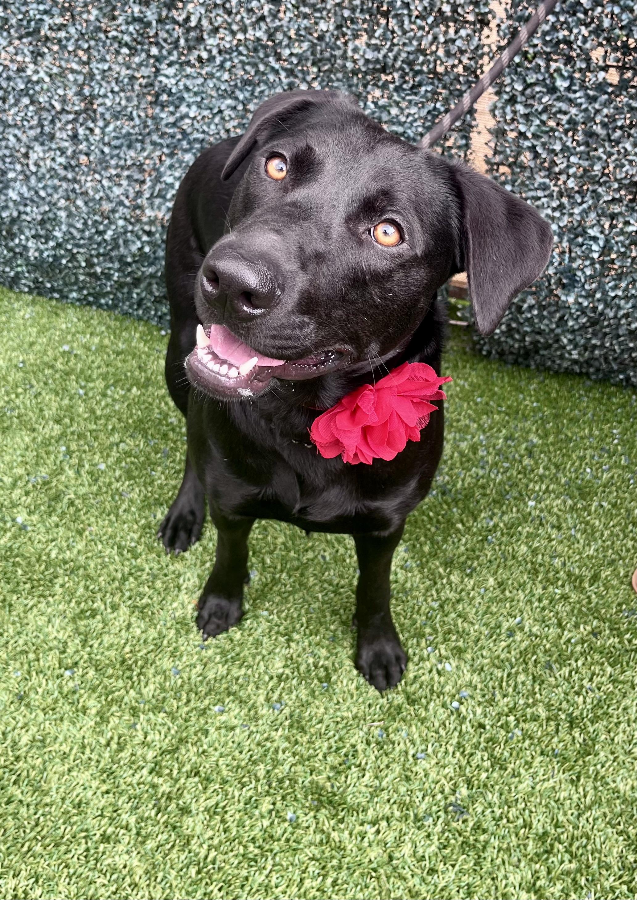 Kass Everly Elliott, a Adoptable mixed breed in Houston, TX image 5/6