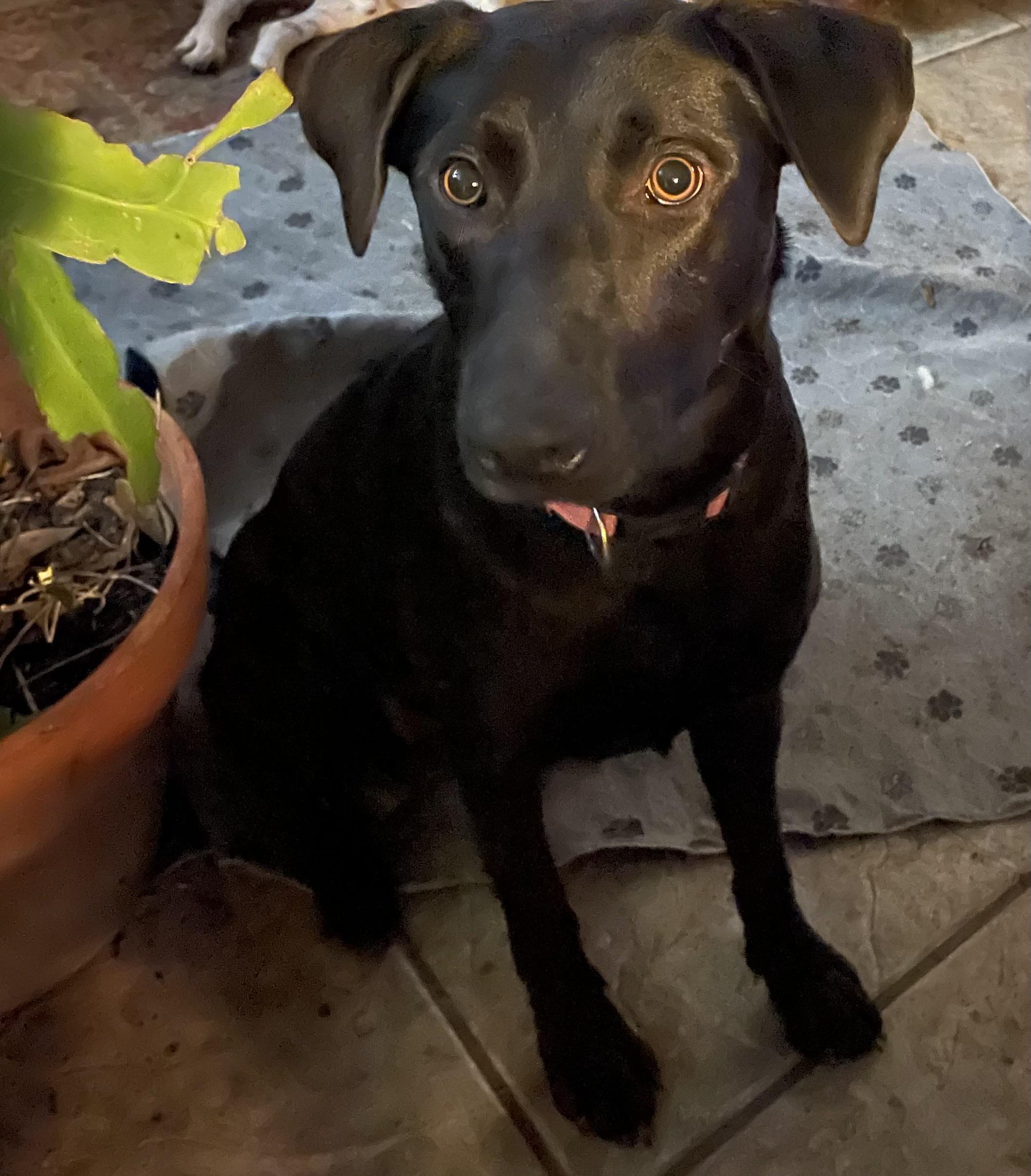 Enlarge Kass Everly Elliott, a Adoptable mixed breed in Houston, TX image 4/5