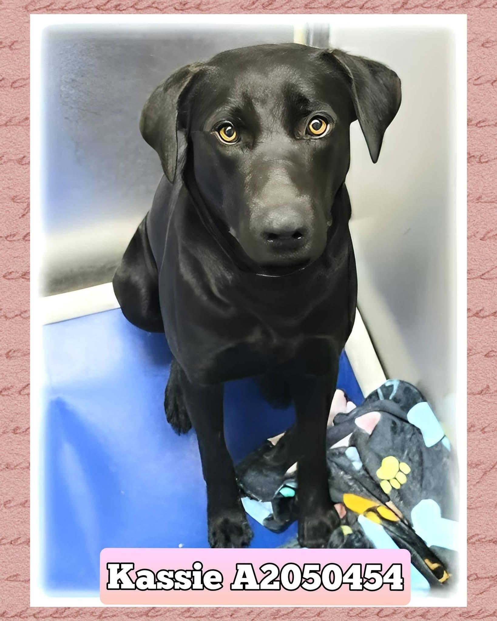 Enlarge Kass Everly Elliott, a Adoptable mixed breed in Houston, TX image 5/6