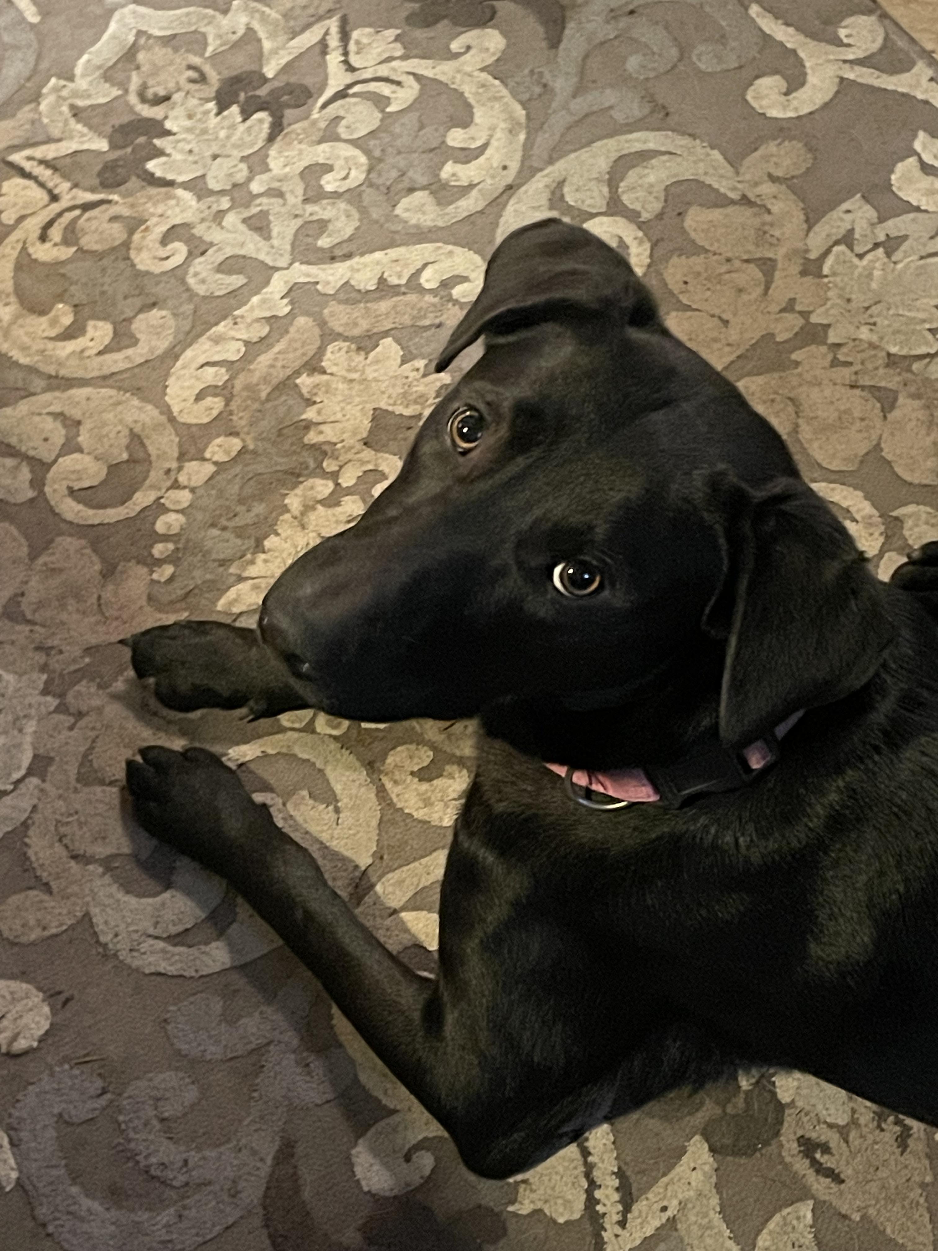 Enlarge Kass Everly Elliott, a Adoptable mixed breed in Houston, TX image 5/5