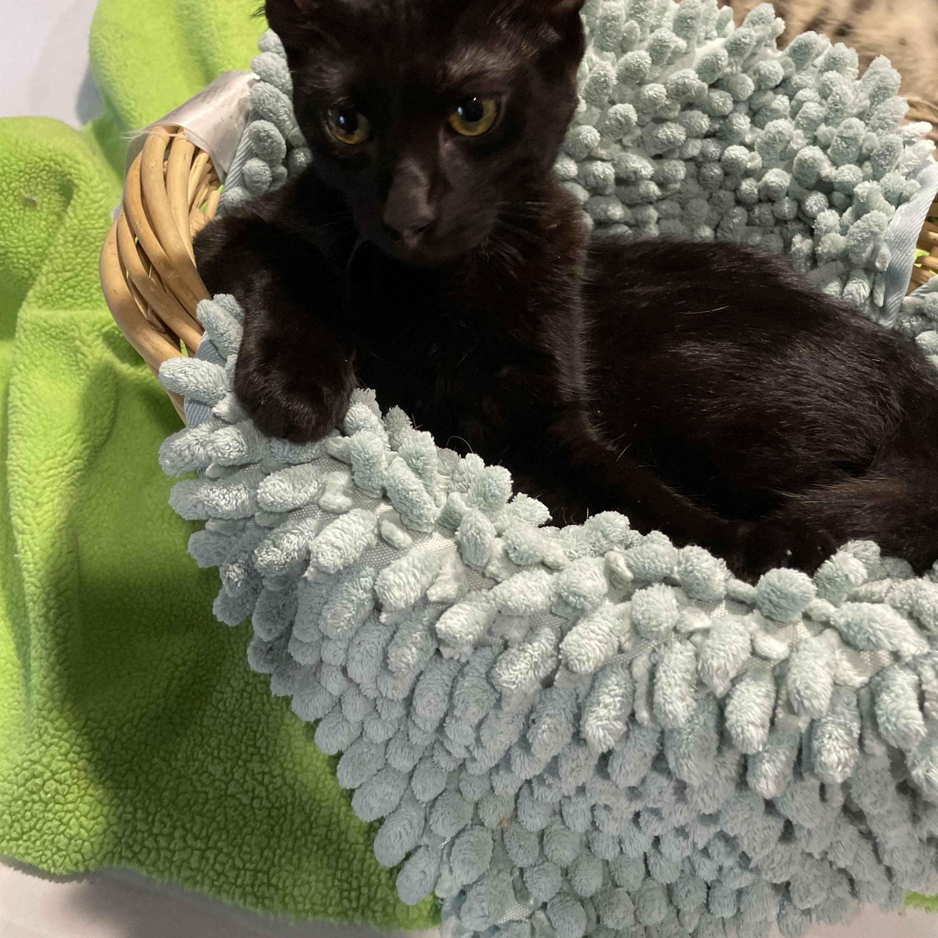 Coco, Adoptable, Kitten Male Domestic Short Hair.