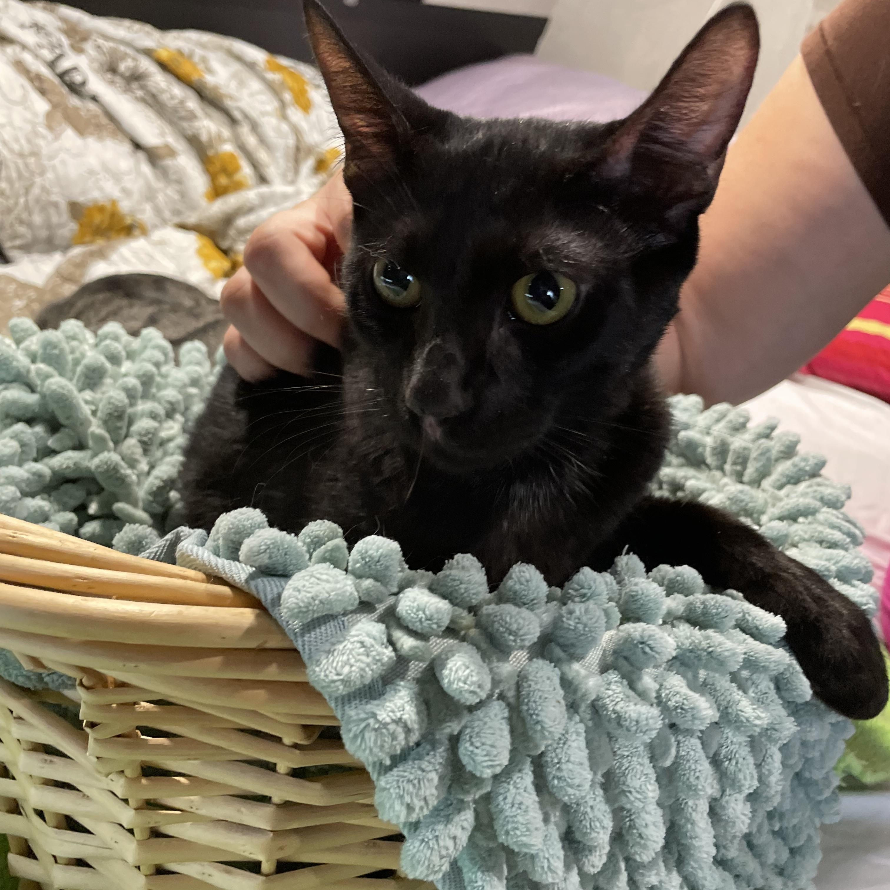 Coco, a Adoptable Domestic Short Hair in Parkland, FL image 2/3