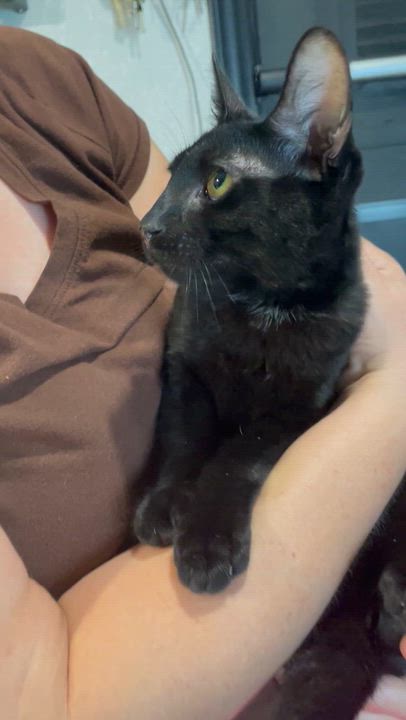 Enlarge Coco, a Adoptable Domestic Short Hair in Parkland, FL video 3/3