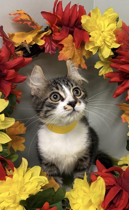 Enlarge Donovan, a Adoptable mixed breed in Picayune, MS image 1/2