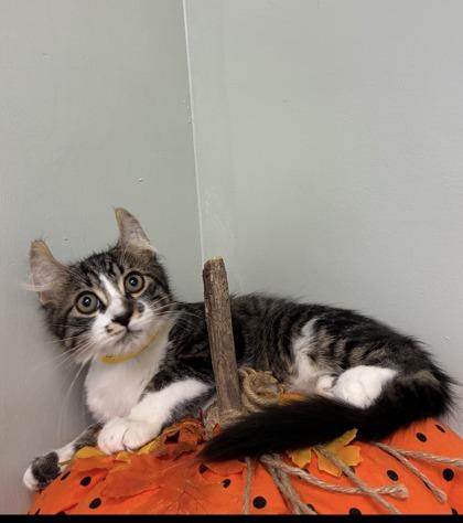 Enlarge Donovan, a Adoptable mixed breed in Picayune, MS image 2/2