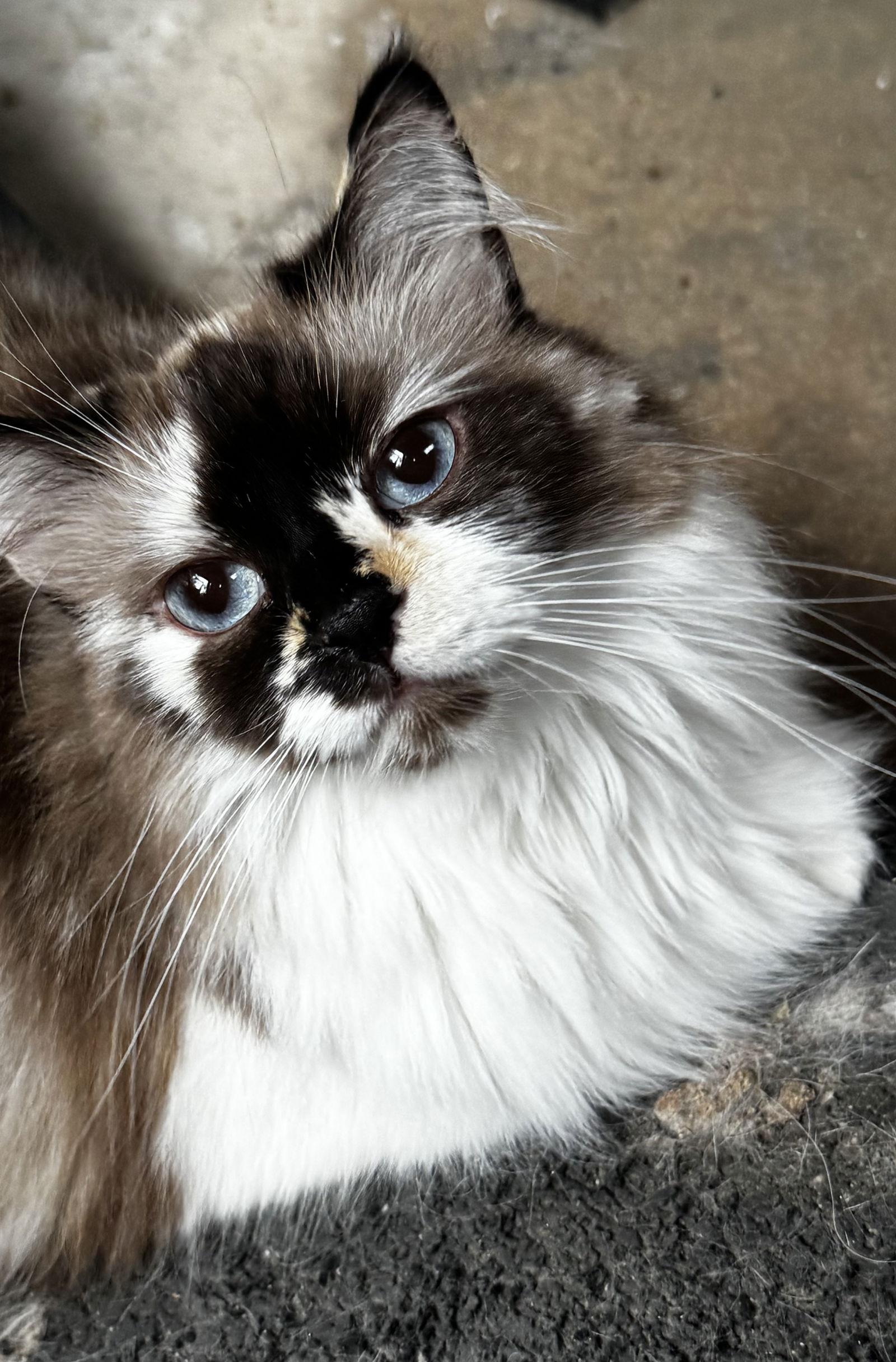 JACKIE, a Adoptable Cymric in Powder Springs, GA image 1/3