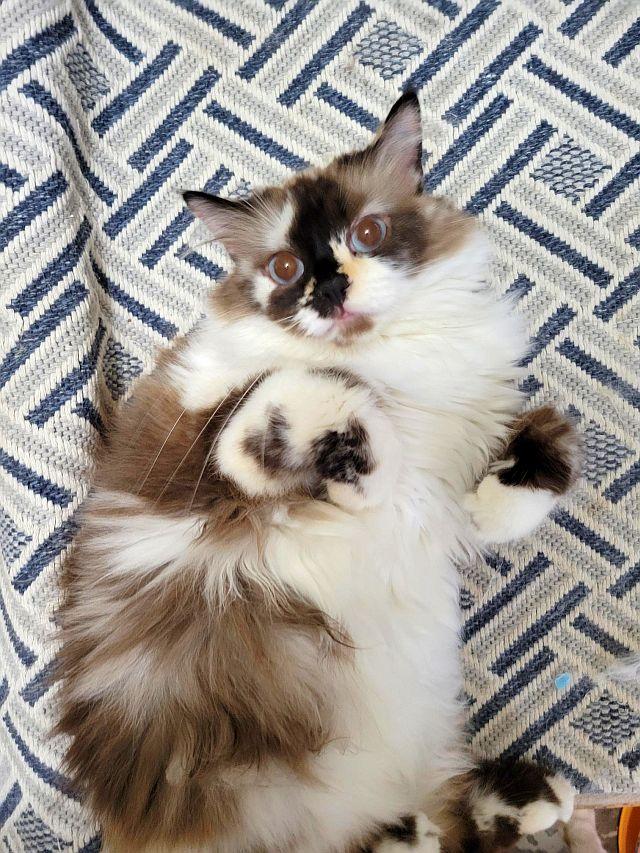 JACKIE, a Adoptable Cymric in Powder Springs, GA image 2/3