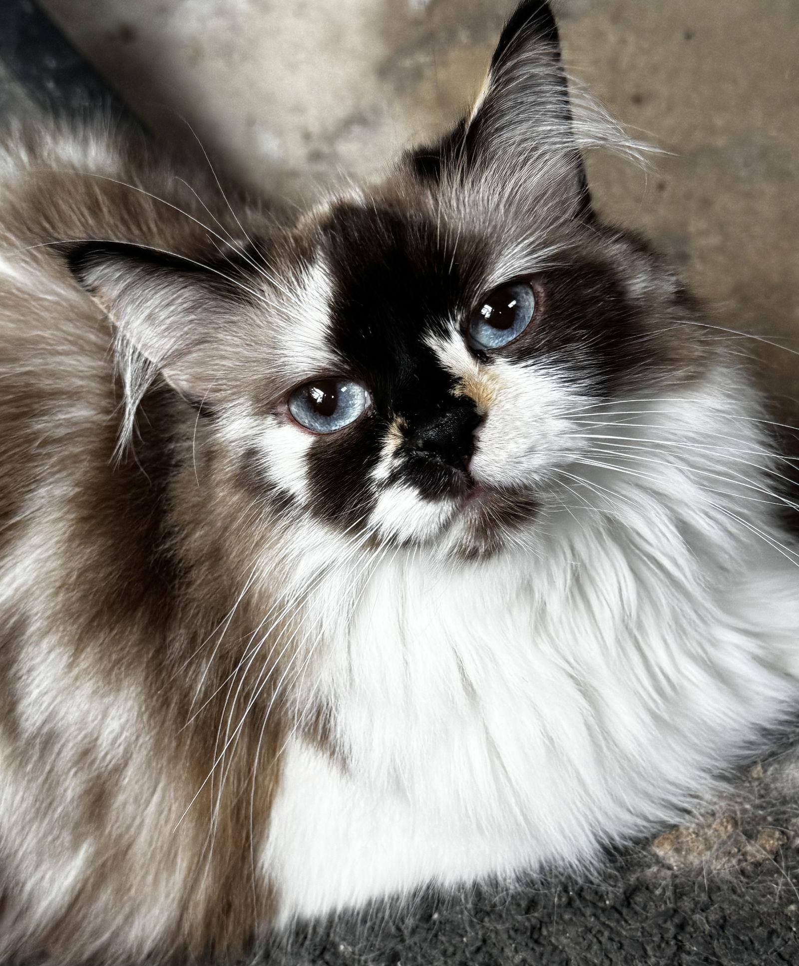 JACKIE, a Adoptable Cymric in Powder Springs, GA image 3/3