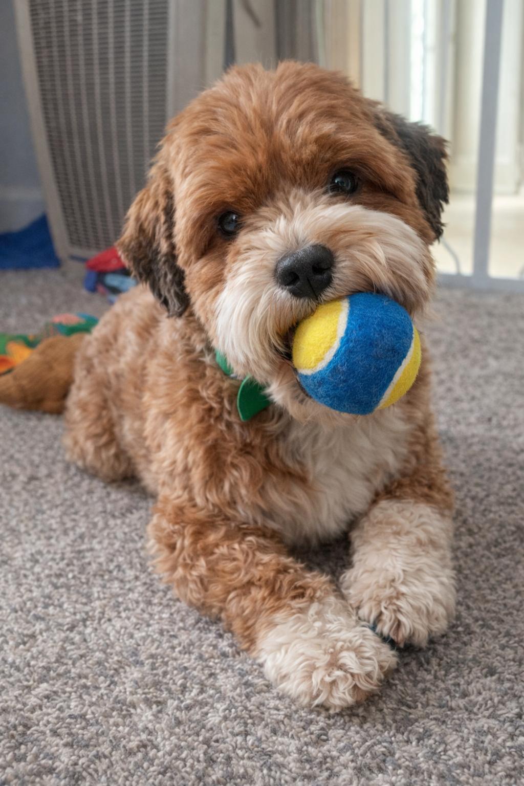 Enlarge Cider in Goldsboro, North Carolina, a ADOPTABLE Havanese in Goldsboro, NC image 2/5