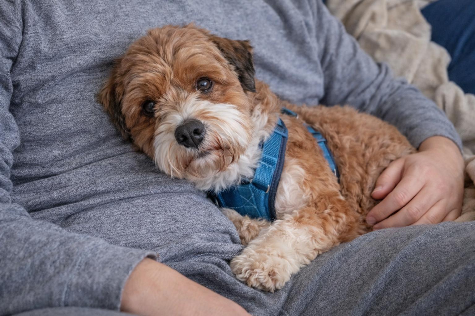 Enlarge Cider in Goldsboro, North Carolina, a ADOPTABLE Havanese in Goldsboro, NC image 3/5