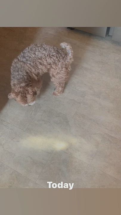 Enlarge Cider in Goldsboro, North Carolina, a ADOPTABLE Havanese in Goldsboro, NC video 4/5