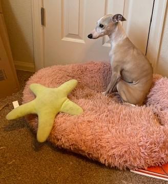 Chloe - Pending, a Adopted Italian Greyhound in Croton on Hudson, NY image 1/2