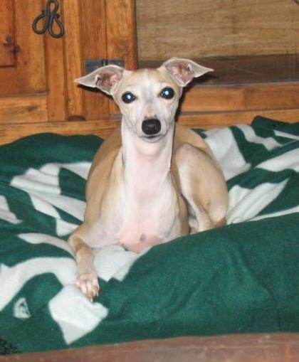 Chloe - Pending, a Adopted Italian Greyhound in Croton on Hudson, NY image 2/2