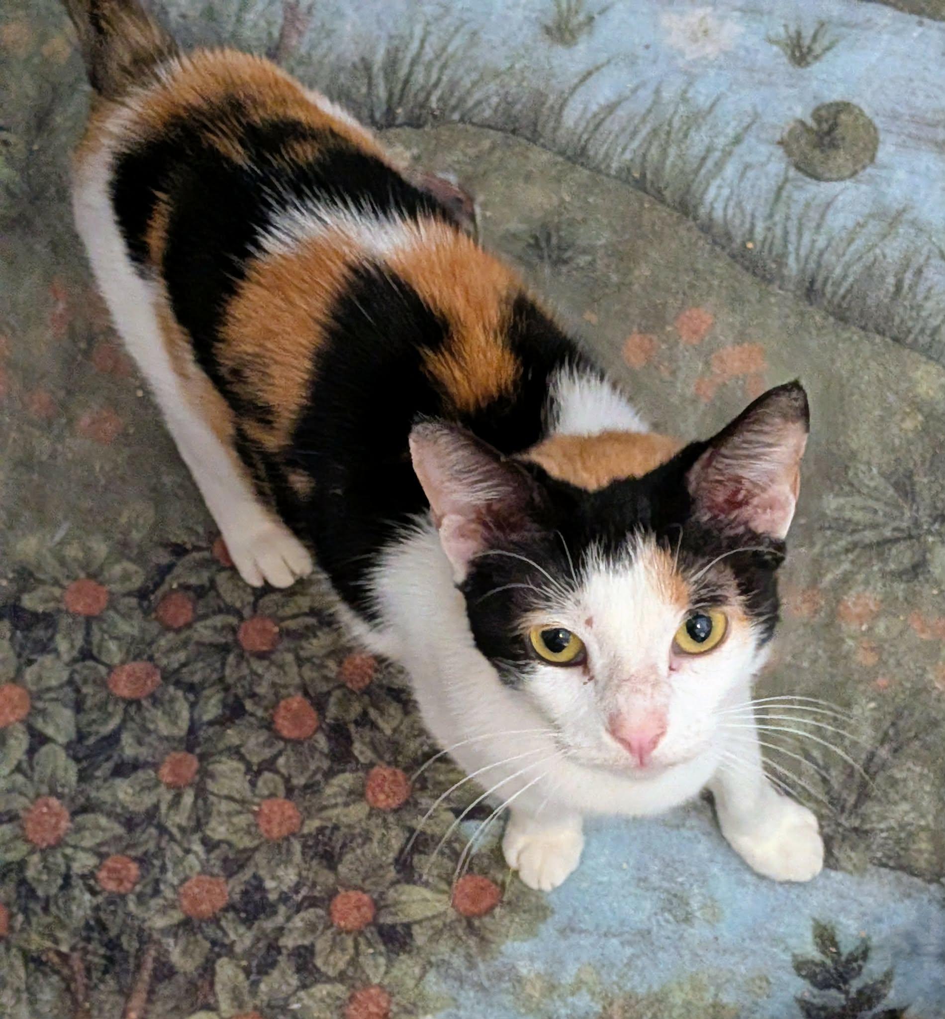 ELSA, ADOPTABLE, Adult Female Calico.