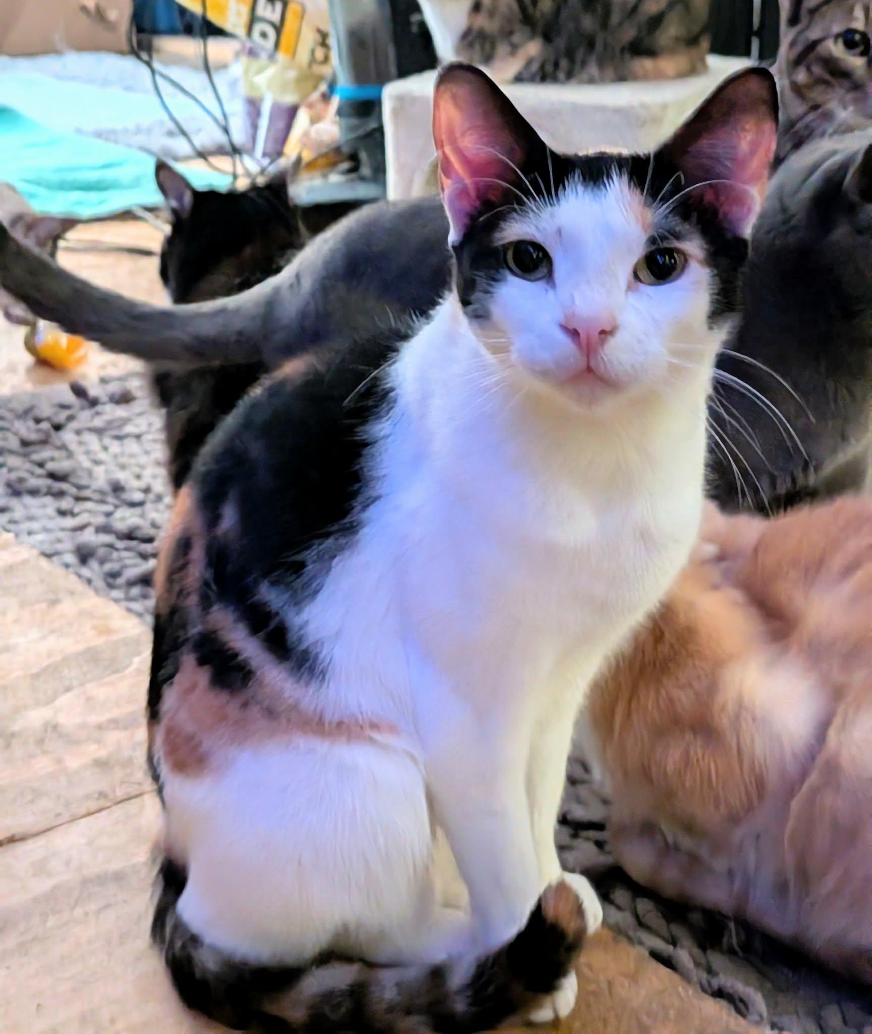 ELSA, ADOPTABLE, Adult Female Calico.
