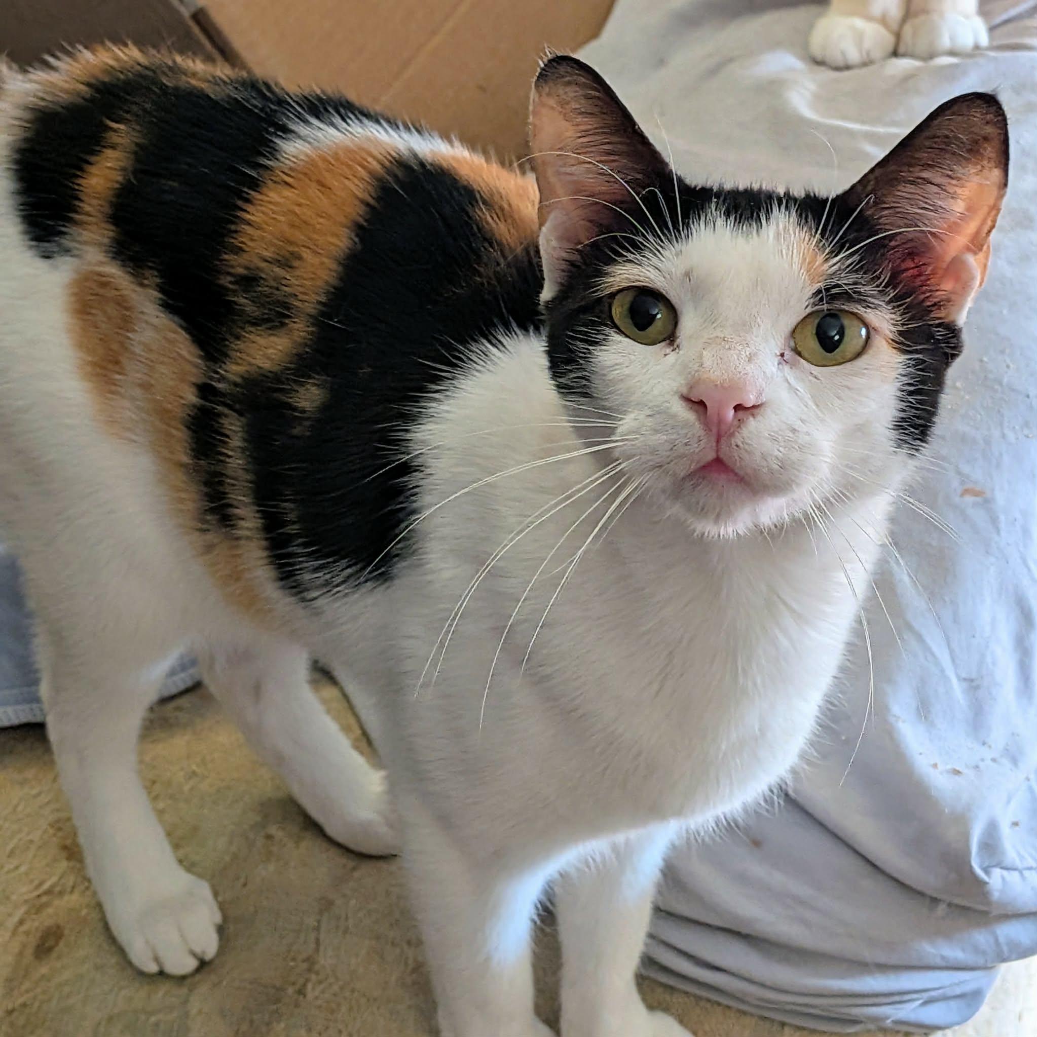 Enlarge ELSA, a ADOPTABLE Calico in ROWLETT, TX image 3/6