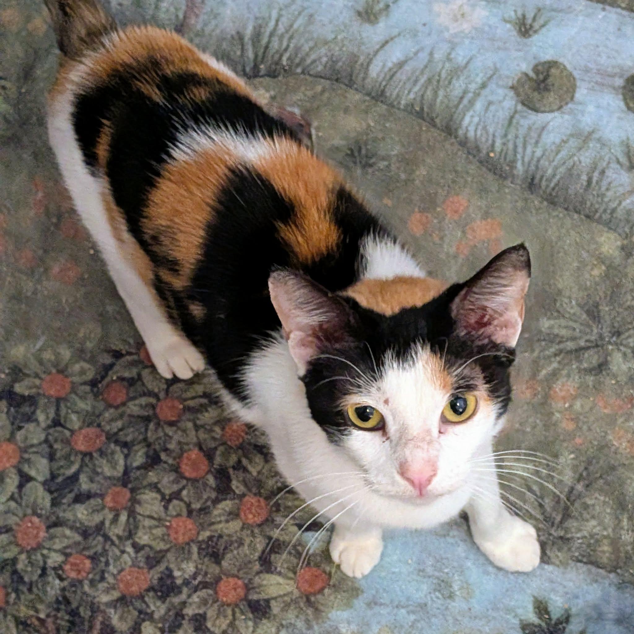 Enlarge ELSA, a ADOPTABLE Calico in ROWLETT, TX image 4/6
