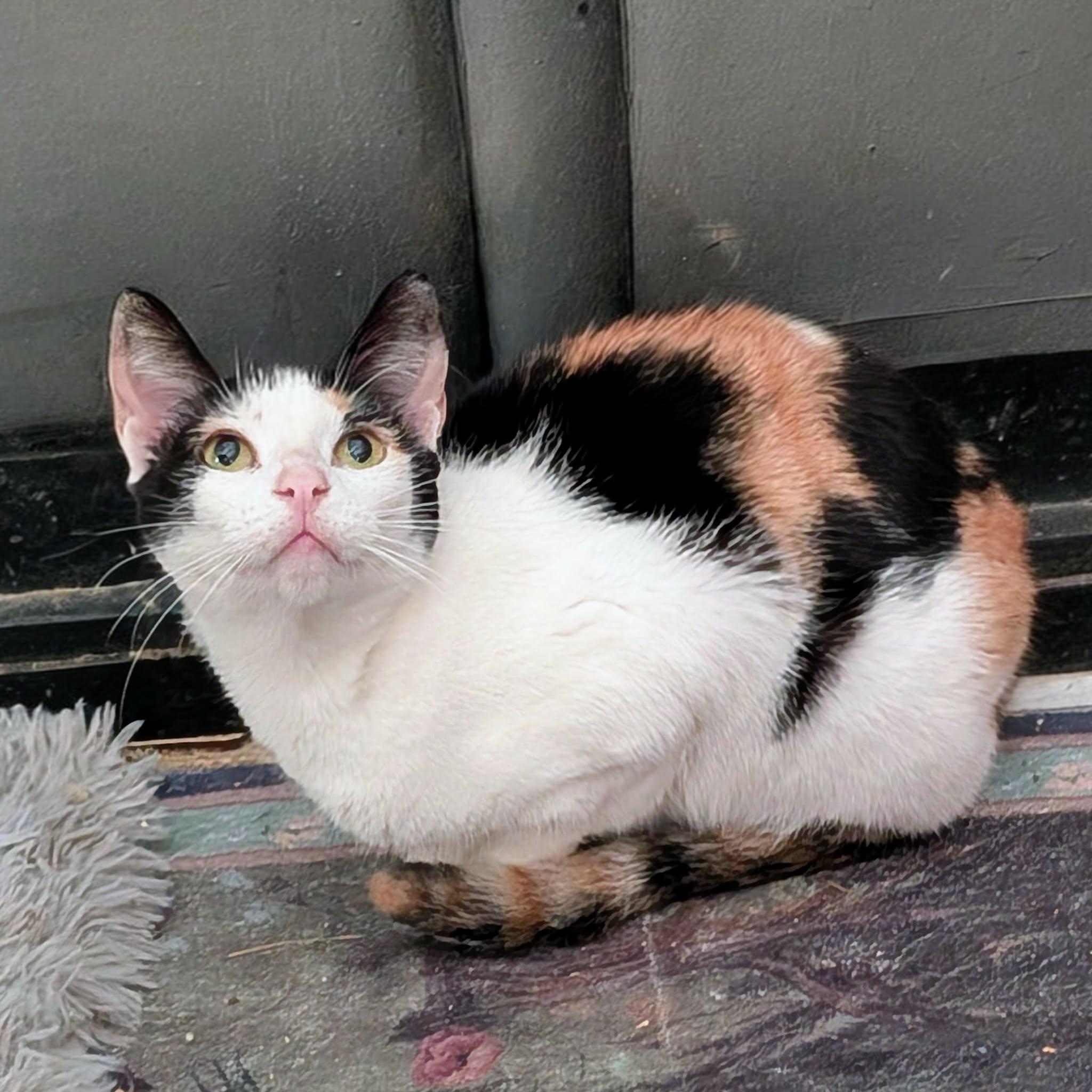 Enlarge ELSA, a ADOPTABLE Calico in ROWLETT, TX image 5/6