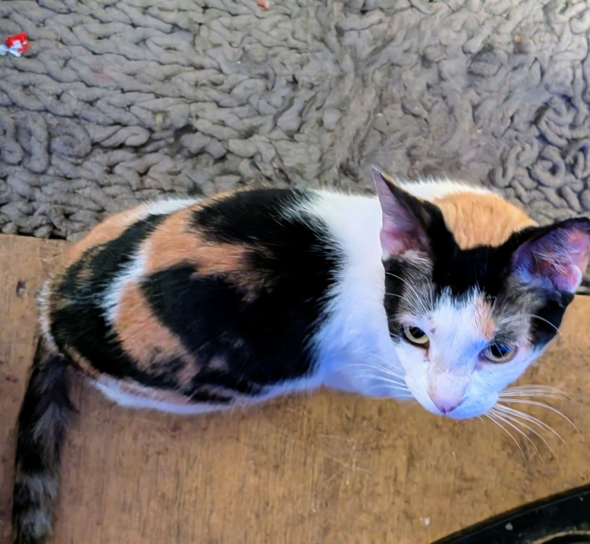 Enlarge ELSA, a ADOPTABLE Calico in ROWLETT, TX image 6/6