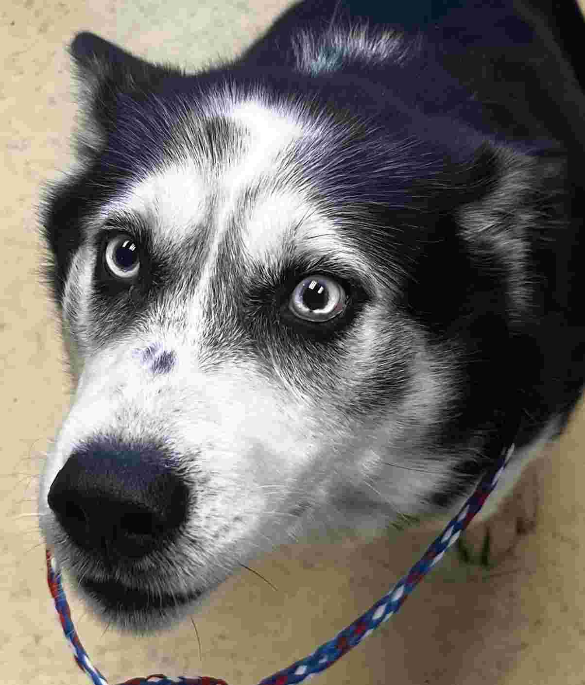 Enlarge Doug, a ADOPTABLE Husky in New Castle, IN image 1/1