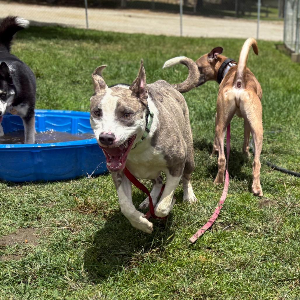 Jabz, a Adoptable Pit Bull Terrier in San Jacinto, CA image 1/6