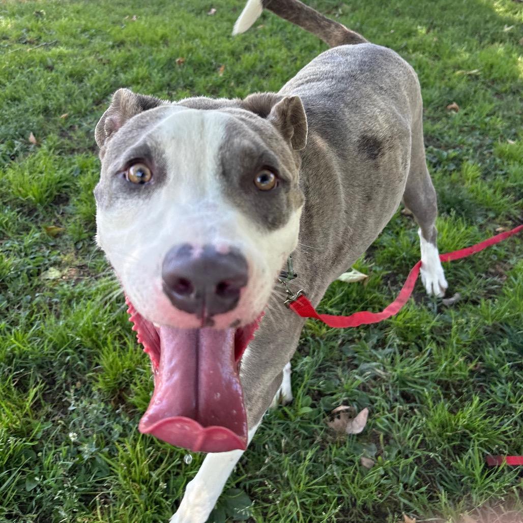 Jabz, a Adoptable Pit Bull Terrier in San Jacinto, CA image 2/6