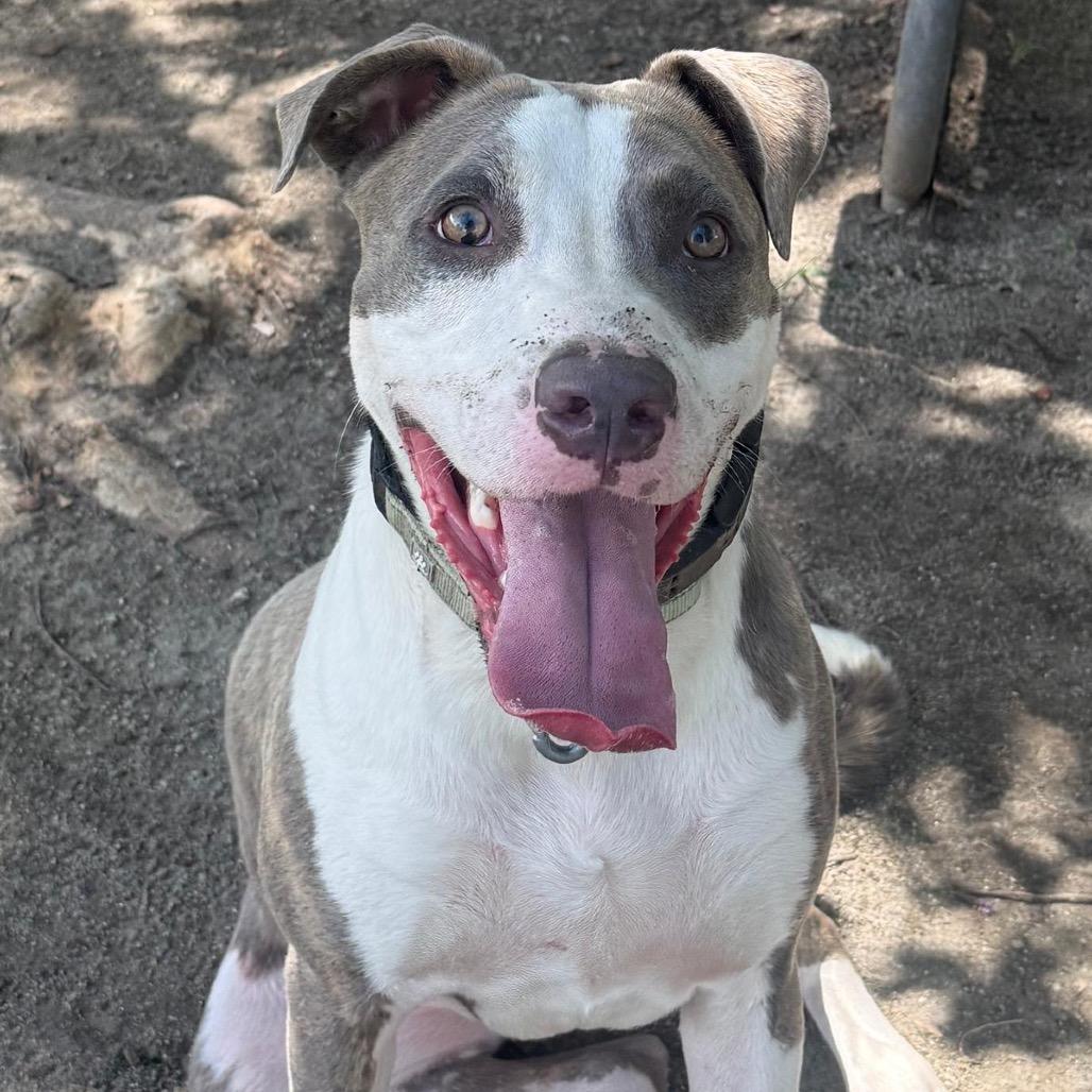Enlarge Jabz, a Adoptable Pit Bull Terrier in San Jacinto, CA image 3/6